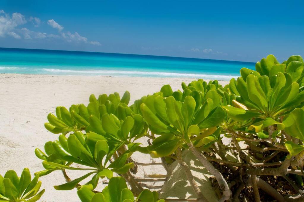 Ocean Front Villa Marlin, Best Location In Hotel Zone #109 칸쿤 외부 사진